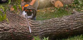 Best Fruit Tree Pruning  in Danvle, IL